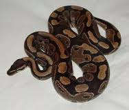 The royal python — sacred in Igbo tradition