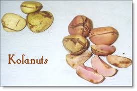 Kola nut — the foundation of Igbo ceremonial life